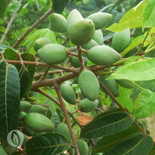 越嚼越有味的青金青橄榄，可清肺并有效的减少雾霾侵害 闽侯橄榄