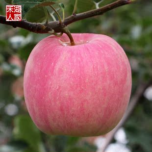 新鲜苹果水果苹果山东烟台苹果栖霞苹果山地红富士苹果80礼盒装12