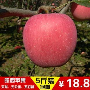 包邮陕西洛川新鲜有机红富士苹果5斤超烟台苹果，脆甜多汁