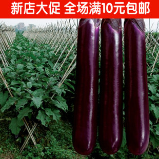 紫红长茄种子茄子新手阳台菜园盆栽庭院有机蔬菜种子春夏秋四季播