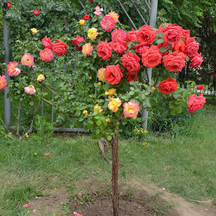 树状月季花苗 月季树桩 庭院盆栽地栽绿植 大花月季树 玫瑰树苗
