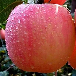 新鲜苹果 当季苹果 陕西洛川红富士苹果脆甜  新鲜水果10斤包邮