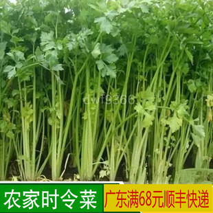 新鲜芹菜 有机肥 无农药 新鲜蔬菜  芹菜苗 小芹菜 嫩芹菜500克