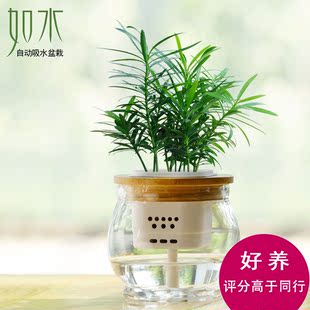 如水罗汉松盆栽 室内桌面水培植物创意绿植花卉【3:7活力棉土】