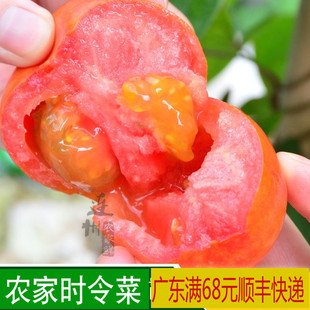 连州新鲜农家西红柿 番茄 有机蔬菜 自然熟不催 红菜有菜味500克