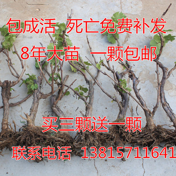 葡萄苗盆栽 葡萄树苗8年大苗庭院果树苗 当年结果 南方北方种植