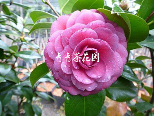 【紫椿】茶花苗 盆栽花卉 高档进口品种 2年苗 青青茶花园