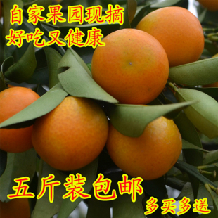 广西应季时令新鲜水果融安金桔金钱桔金橘现摘小桔子5斤装包邮