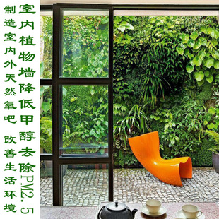 石家庄水培 植物墙 垂直绿植墙 立体种植 盆栽室内客厅墙面绿化墙