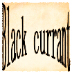 Black Currant黑加仑