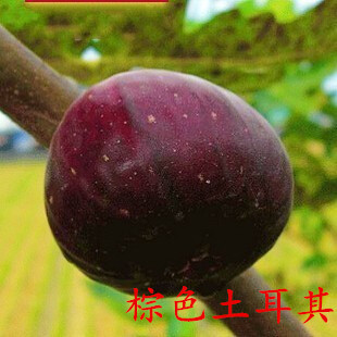 无花果树苗日本紫果插秧枝条 布兰瑞克南方北方种植无花果枝条