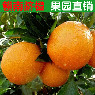 【现摘】江西正宗赣南脐橙5斤装 孕妇新鲜水果赣州信丰寻乌甜橙子