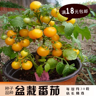 种子满18元包邮 阳台种菜蔬菜瓜果种子 盆栽番茄种子 樱桃番茄
