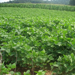 沂蒙山大豆非转基因纯天然农家农户自种有机小黄豆可发豆芽打豆浆