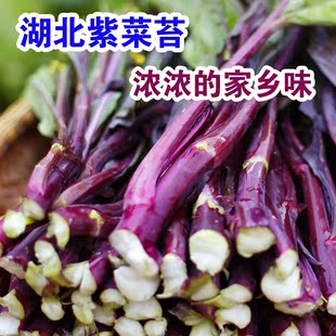 新鲜现摘湖北特产新鲜蔬菜红菜苔紫菜苔洪山菜苔菜薹满4斤包邮