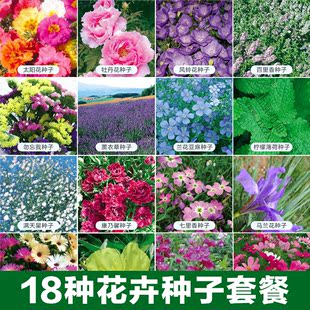 18种花卉套餐种子花种子阳台专用易种景观花卉花草种子批发四季播