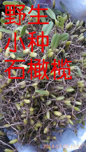 客家炖汤土楼特产野生小种小果小叶新鲜石橄榄石仙桃