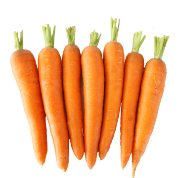 蒙绿娃内蒙古有机胡萝卜 新鲜蔬菜生鲜 小红萝卜4.5斤