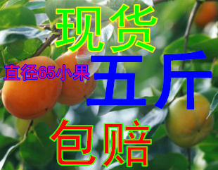 山东脆柿 散装脆柿子次郎甜柿子硬柿子精品柿子65-70#小果5斤包邮