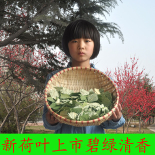 2016年新微山湖纯天然精选干荷叶茶精挑细选绿色荷叶片500克
