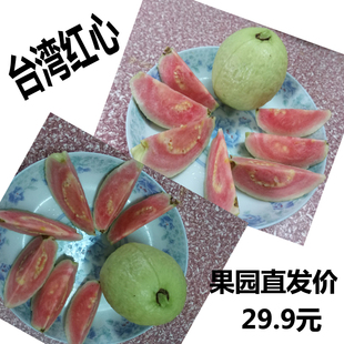 新鲜水果台湾红心芭乐 番石榴 果园直发 坏果包赔 3斤装包邮