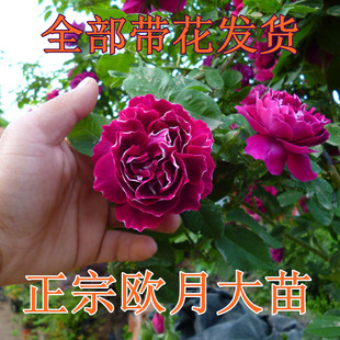 庭院植物 紫袍玉带藤本月季花 爬藤月季苗 浓香型花卉 当年开花