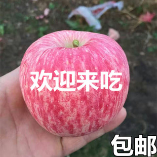 山东沂源红富士有机苹果水果新鲜胜烟台栖霞苹果脆甜10斤 包邮