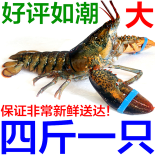 进口水产鲜活海鲜加拿大龙虾小龙虾澳洲大龙虾波士顿龙虾4斤/只