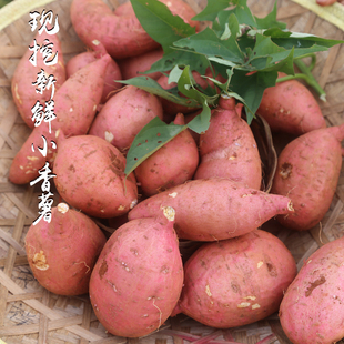 新货湖南小香薯永州农家小红薯迷你番薯红皮地瓜黄心山芋现挖5斤