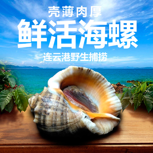 特价连云港特产海鲜海螺水产品海鲜贝类野生大海螺香螺一斤3--4只