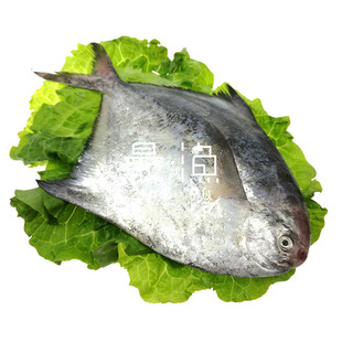 【最渔】东海野生鲳鱼 舟山本地白鲳扁鱼平鱼新鲜海鲜特产 4-6条