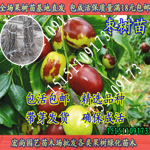 买两株包快 红枣树苗 盆栽果树苗木 结果大苗特价45元多品种任选
