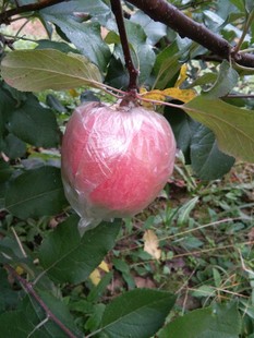 大沙河红富士新鲜水果苹果黄河滩苹果原生态苹果10斤净重包邮批发