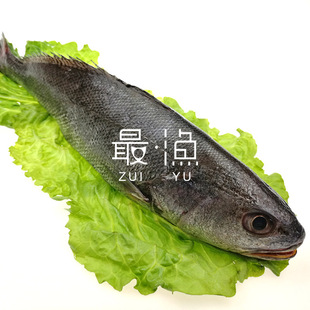【最渔】东海野生鲜米鱼 新鲜鮸鱼急冻 舟山海鲜 约500克