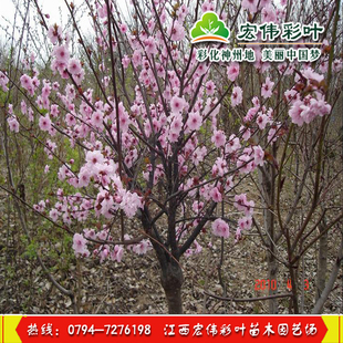 正宗红叶美人梅 珍稀红叶梅花品种 盆栽梅花苗木 苗木包成活
